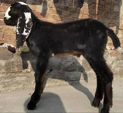 Desi bakri pure