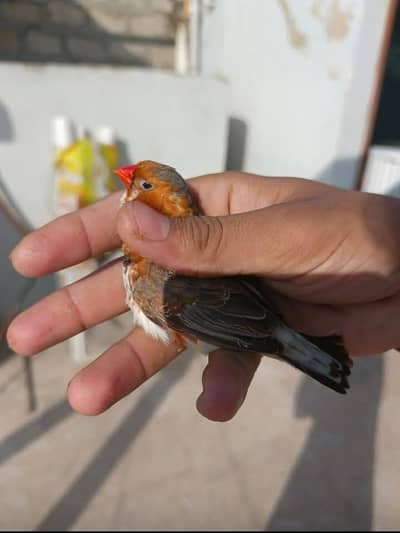zebra finch mutation pair