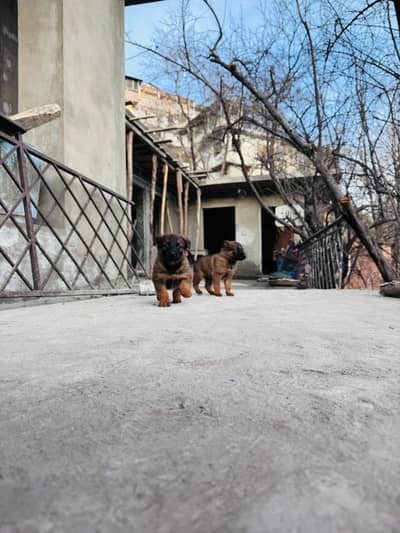 belgium malanois puppy pair available active and healthy