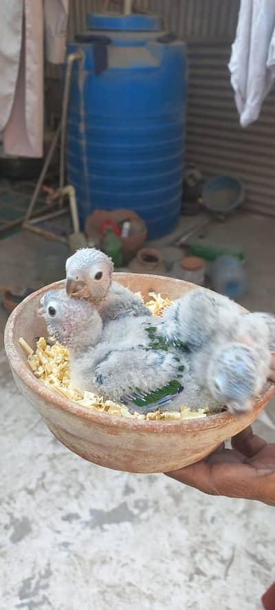 conure red fator babies for sell