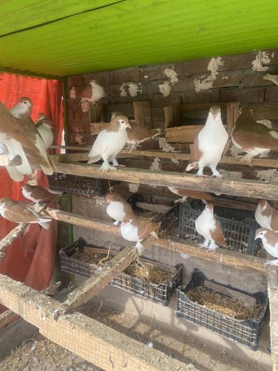 Red sherazi pegions for sale