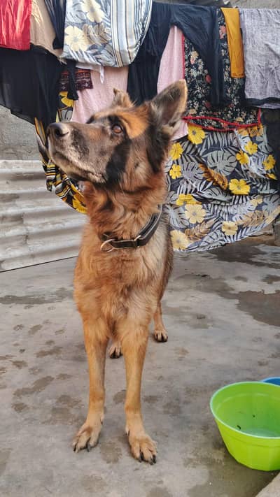 German Shepherd for sell