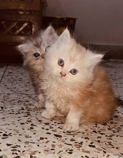 PERSIAN MALE AND FEMALE KITTENS FURRBALL