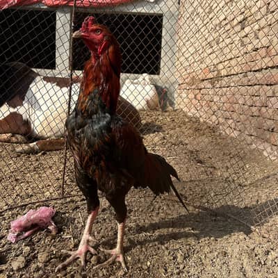 Pure Mianwali Aseel murga For sale urgent