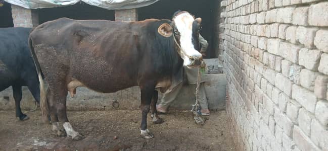 dosry soy soi hy walteee hy cows