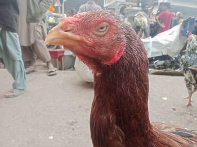 Old Bloodline female