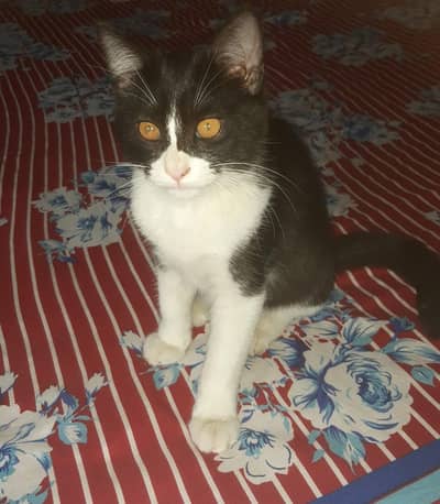 Male Cat for sell for free