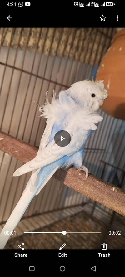 Hogo pairs available