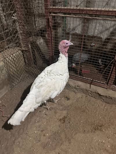 Top Quality Turkish Hen Pair Turkey Hen