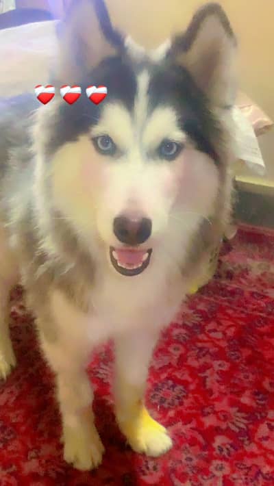 Sabrian hasky male 6