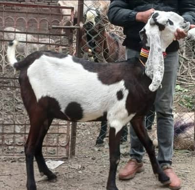 For sale 4 month ki gaban 8 dant fresh 40+ hight confirm path