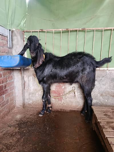 Amratsari Beetal Bakra Kheera Breeder 37 Height