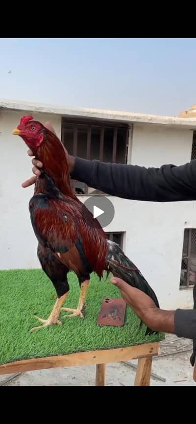 Poolya lakha Miawali mianwali  aseel roster murga cheena