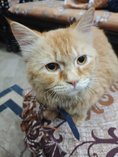 Gordon color Persian cat