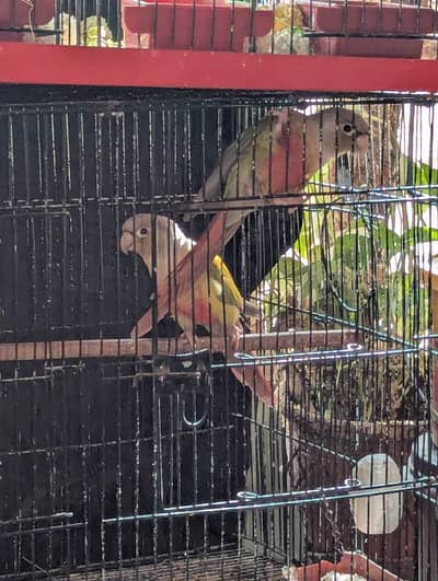 pineapple conure pair