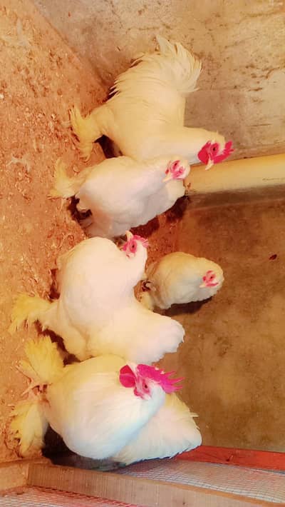 white bantum breader pairs