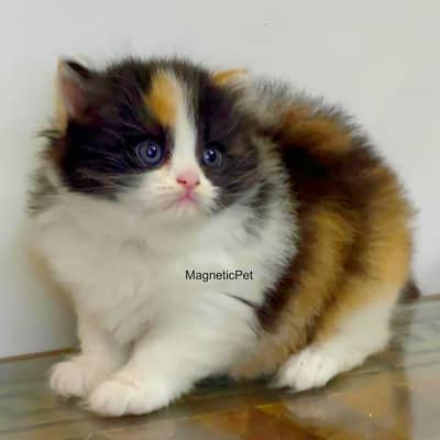 bicolor persian kitten|Triple long coated  | punch Face| cat babies