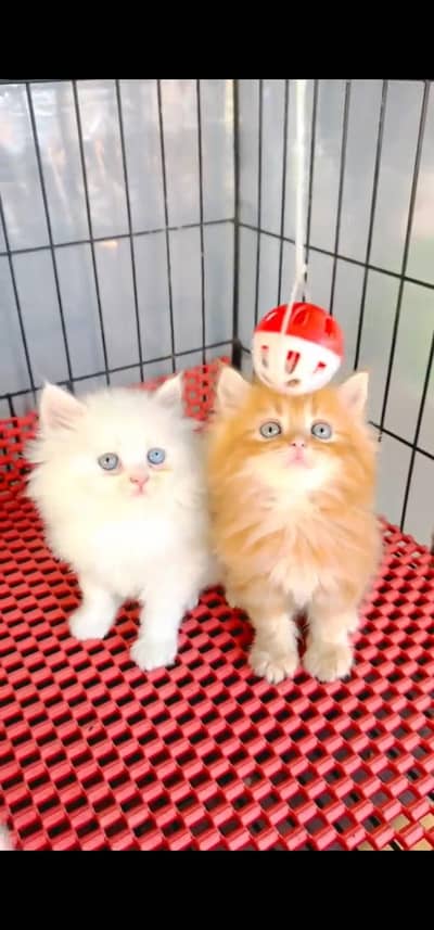 Quality Persian Punch face cat & kitten =03065316938=Whatsapp