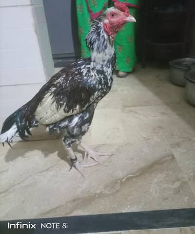 full active sirf shoq rakhne wale rabta kare