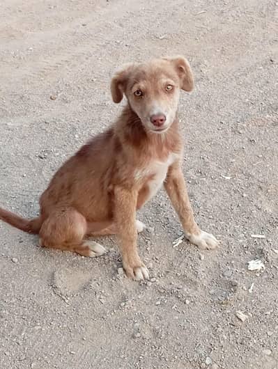 Dog for sale 2months age beautiful eyes lense name dilber