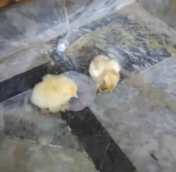 golden heavy buff chicks