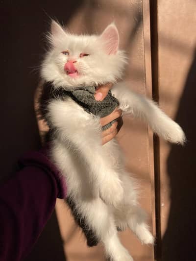 perssion kitten contact 03351312841