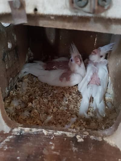 2 Eino cockatiel chicks for handtame