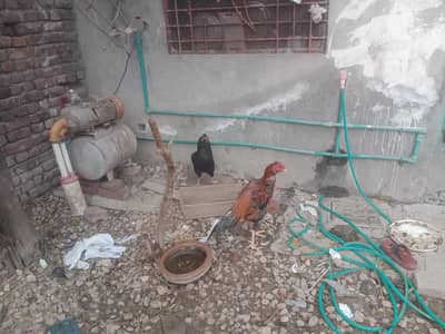 ye sara mall kisi ko chahiye to rabta kare arjant sale