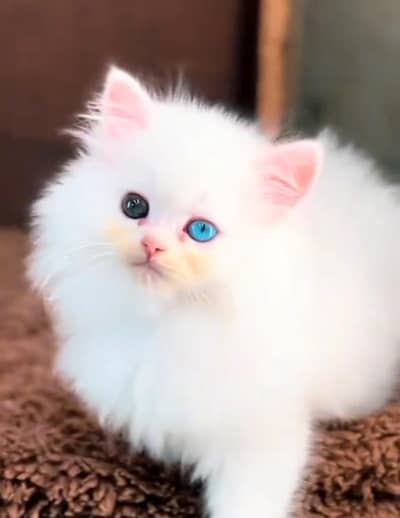 Persian cat kitten for sale my WhatsApp 03126762031