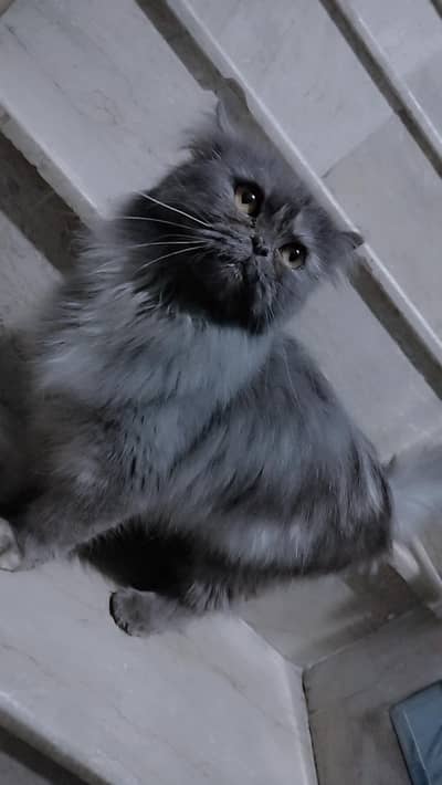 Persian Cat | kittens | Male | Female | High Quality Available
