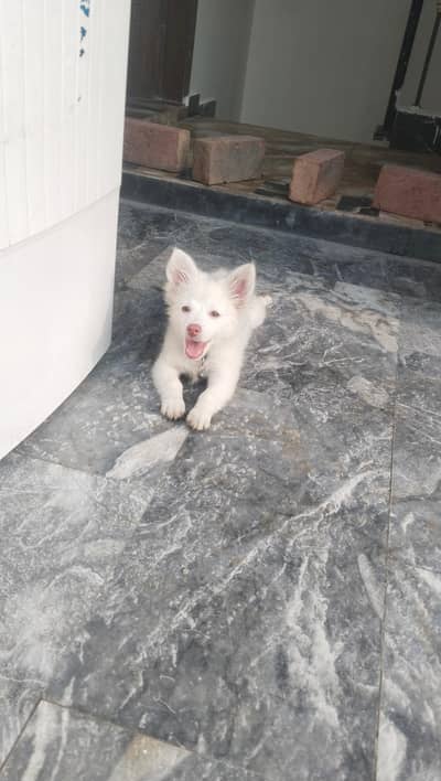 healthy male dog urgent sale