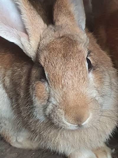 Flemish Rabbit Male