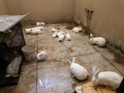 New Zealand white rabbit 5 kg breed