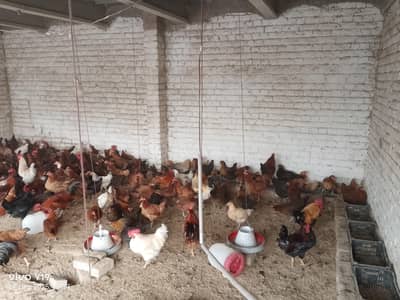 Golden misri  or  other  hens are available