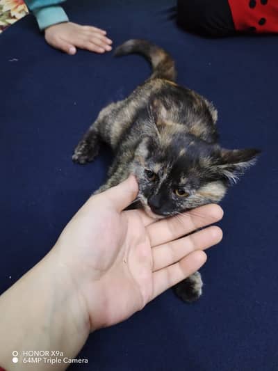 Persian Cat | Persian Kittens | Triple Coated Kittens |cat 03064145573