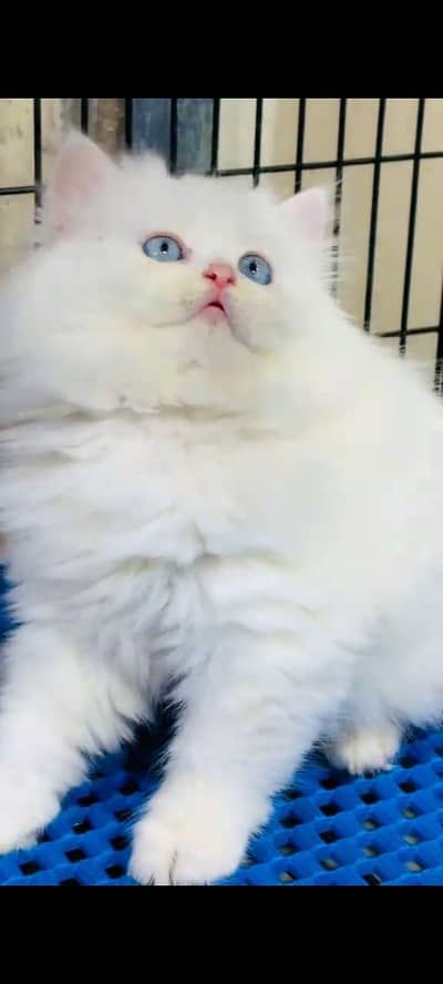 Persian cat kitten for sale my WhatsApp 03126762031