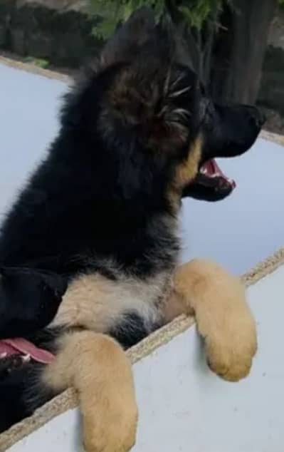 German Shepherd 03262839519