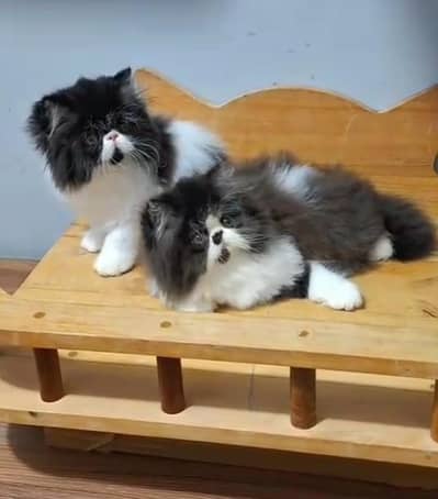 Persian cat kitten for sale my WhatsApp 03126762031