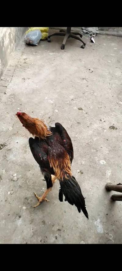 PURE SHAMO MALE AND FEMALE FOR SALE