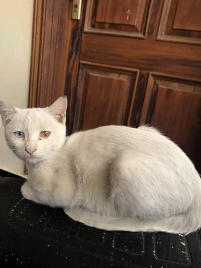 White two colour eye cat