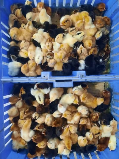 Golden misery 1 day Chicks Available  Faisalabad Chicks