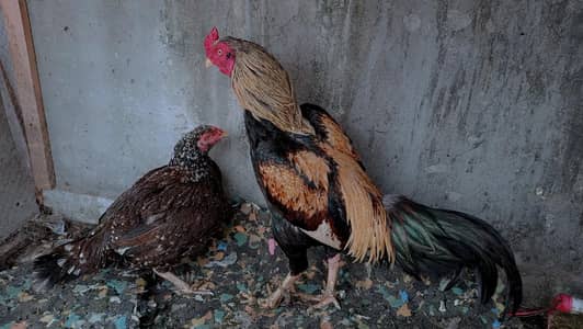 aseel murga+murgi for sale