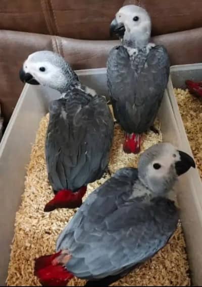 African grey parrot 4month age 0311-6035-589