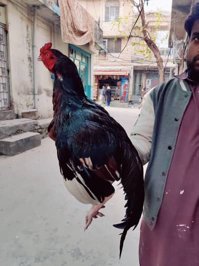 Aseel Pair For Sale With Chick