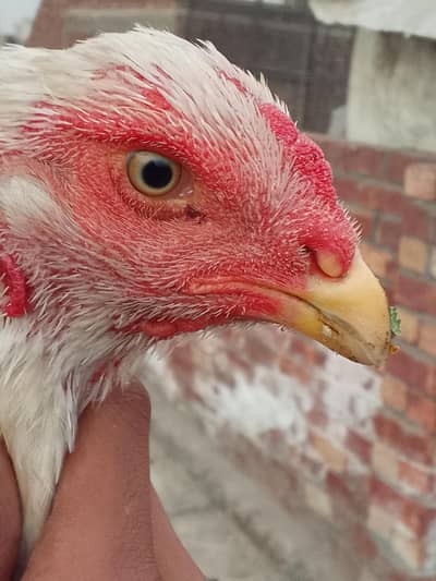 very high quality shamoo aseel pair for sale