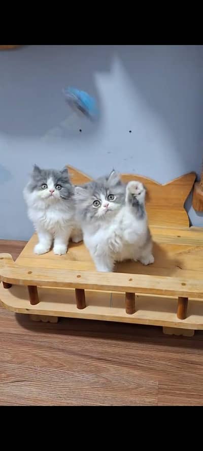 Persian cat kitten for sale my WhatsApp 03126762031