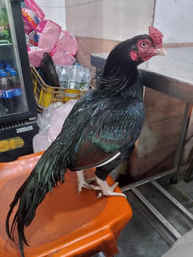 HIGH QUALITY HIGH PRICE MIAWALI MURGA