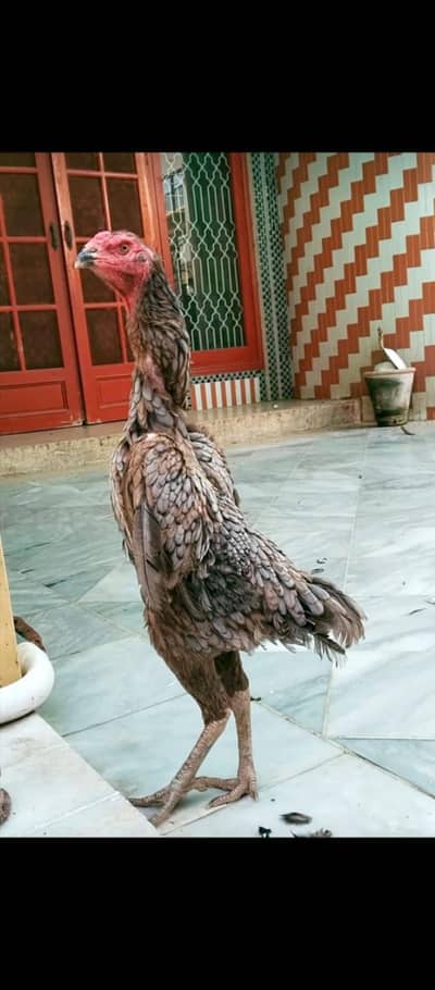 German shamo fresh and fertile eggs