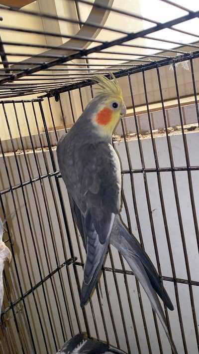 pineapple conure, java, cocktail