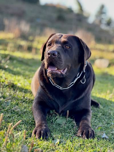 Chocolate Labrador